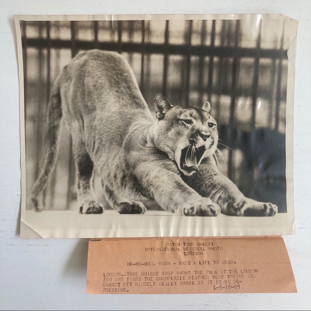 Vintage 1925 Press Photograph Puma in London Zoo